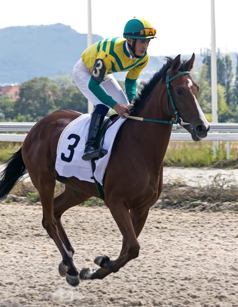 Corrida de cavalos para o prêmio Cáucaso do Norte — Fotografia de Stock