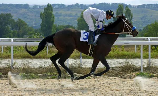 Horse racing in Pyatigorsk. — Stock Photo, Image