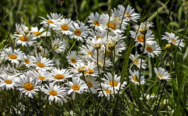 Witte Bloemen Met Oranje Centrum Groene Bladeren Groeit Tuin — Stockfoto