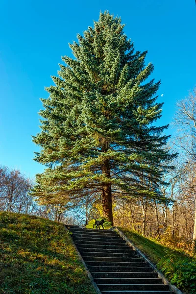 空に対する美しい青いトウヒ — ストック写真