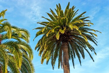 Mavi gökyüzü arka planında palmiye ağacı, Kaliforniya.