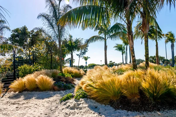 Palm Trees Ornamental Grass California Usa — Stock Photo, Image