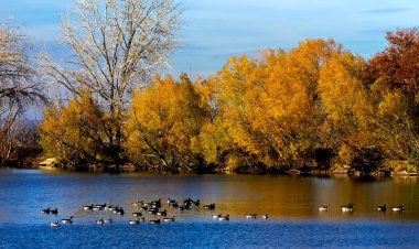 Colorado, ABD 'de göl ve ağaçlarla sonbahar manzarası.