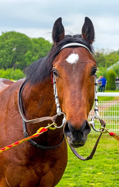 Portret Van Een Volbloed Bruin Paard Voor Race — Stockfoto