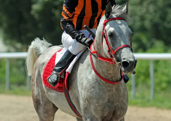 Correr Cavalo Árabe Antes Corrida Cavalos — Fotografia de Stock