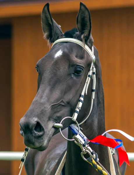 Retrato Belo Cavalo Marrom Depois Uma Corrida — Fotografia de Stock