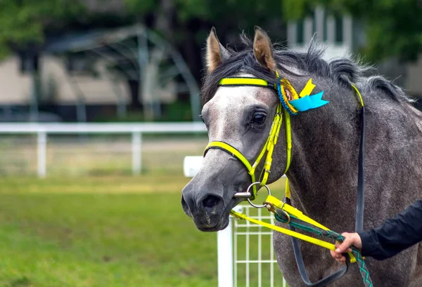 Retrato Cavalo Árabe Cinzento — Fotografia de Stock