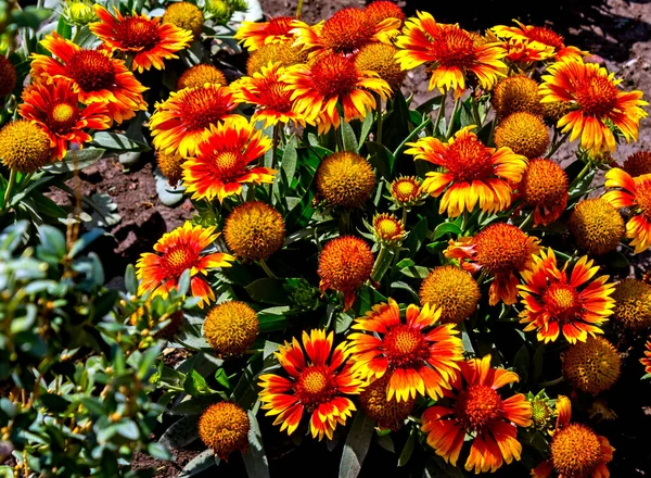 Gyönyörű Virágok Kertben Napsütéses Nyári Napon — Stock Fotó