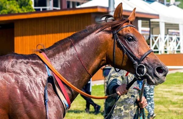 レース前のサラブレッドブラウンの馬の肖像 — ストック写真