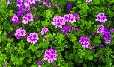  San Diego 'daki bahçede pembe çiçekler.