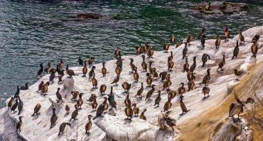 San Diego, Kaliforniya 'da La Jolla yakınlarındaki kayalık kıyı şeridinde pelikanlar.