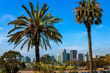 Palms trees in the city San Diego,California.