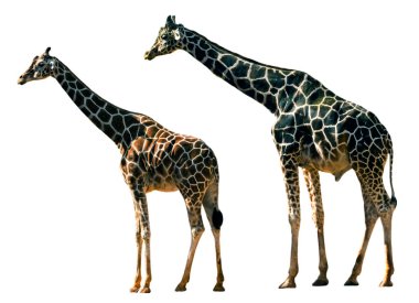 Beyaz arka planda zürafalar.