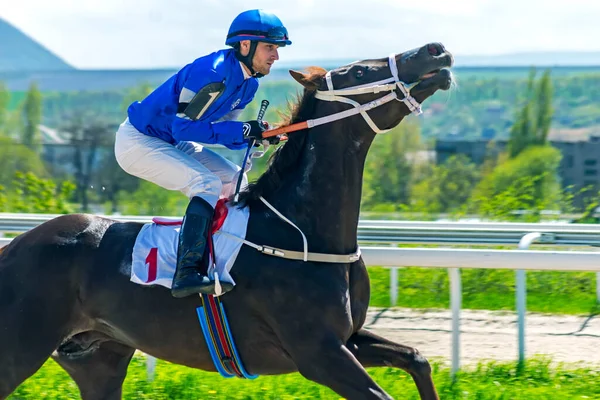 Pyatigorsk Rússia Maio 2021 Antes Corrida Cavalos Jockey Boldirev Garanhão — Fotografia de Stock