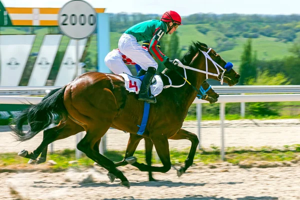 Piatigorsque Rússia Maio 2021 Termine Corrida Cavalos Para Prêmio Abertura — Fotografia de Stock