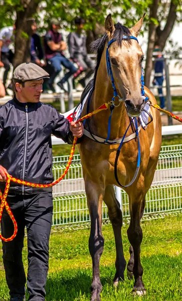 パイヤトゴルスク ロシア 2021年5月2日 パイヤトゴルスクの競馬場 トレーナーと茶色の種牡馬の前に ロシア — ストック写真