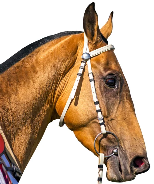 Portrait Akhal Teke Horse White Background — Stock Photo, Image