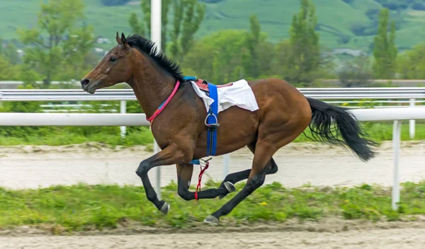 Cavalo Que Perdeu Seu Jóquei — Fotografia de Stock