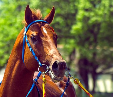 At yarışından önce İngiliz safkan kırmızı aygırı.