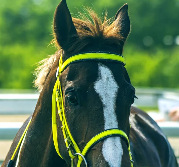 レース後のアラビア語の赤い馬の肖像画 — ストック写真