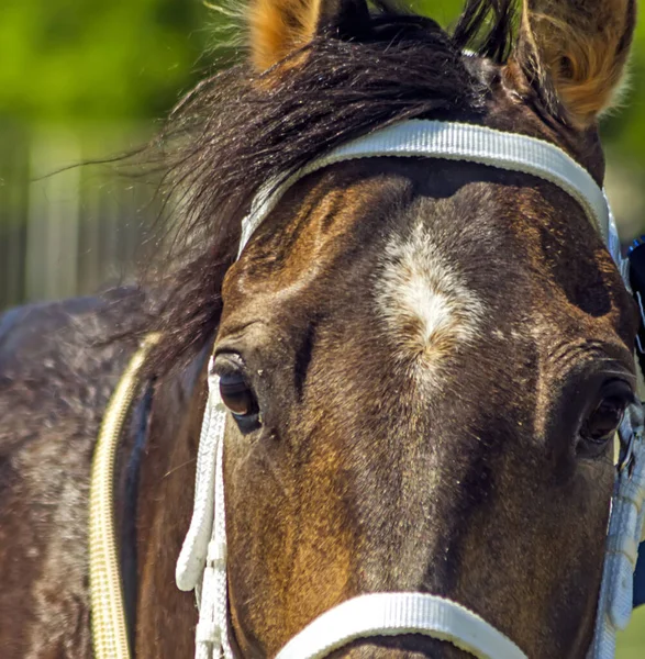 Portrait Pur Sang Cheval Anglais — Photo