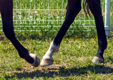 At Ayağı çimlerin üzerinde.