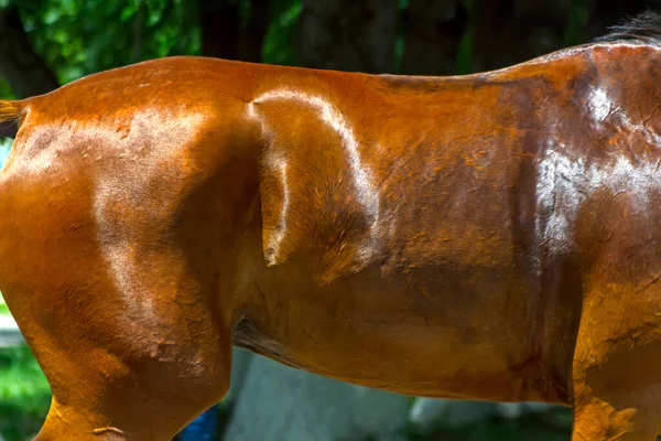 Hermosa Piel Caballo Árabe Cerca — Foto de Stock