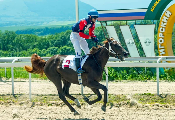 Pyatigorsk ロシア 5月302021 制限された賞への競馬 先にアラビア語のマーレVengriya Tersk上のジョッキーGuseinov Gusein ロシア — ストック写真