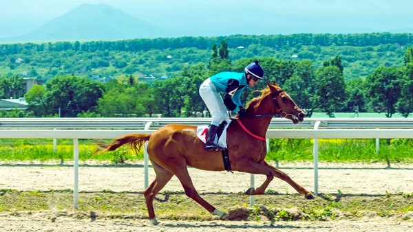 Pyatigorsk Ryssland Maj 2021 Hästkapplöpning Till Det Begränsade Priset Framför — Stockfoto
