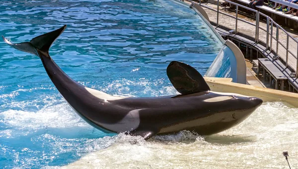 Killer Whale Jumps Out Water Closer Audience — Stock Photo, Image