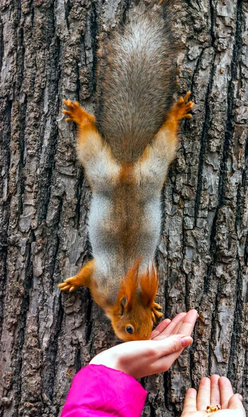 Das Rote Eichhörnchen Bereit Die Samen Essen — Stockfoto