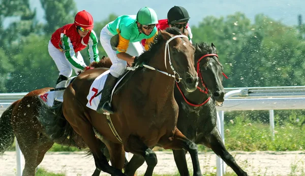 Pyatigorsk Russia August 2010 Horse Race Prize Summer Northern Caucasus — Fotografia de Stock