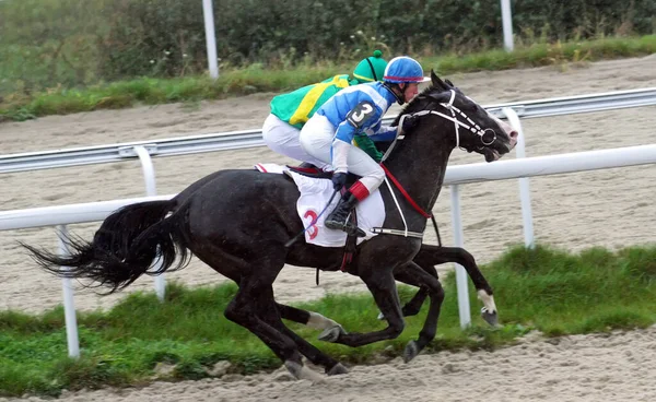 Pyatigorsk Russia October 2010 Horse Race Closing Prize Ahead Jockey Zdjęcia Stockowe bez tantiem