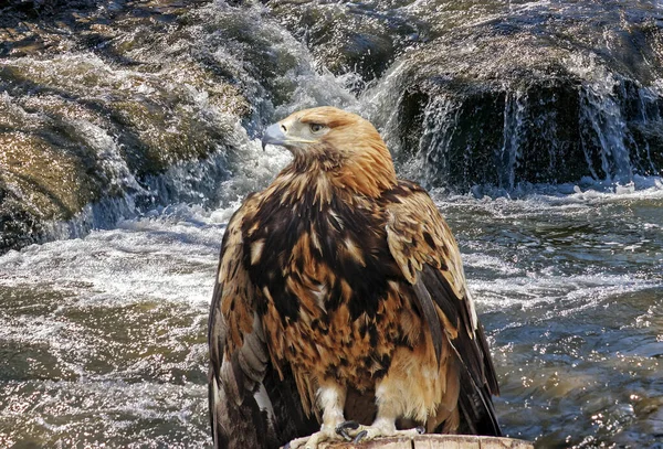 Águila Río Montaña —  Fotos de Stock