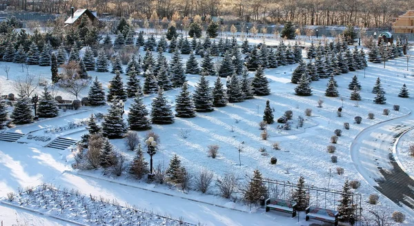 Paisagem Com Árvores Cobertas Neve — Fotografia de Stock