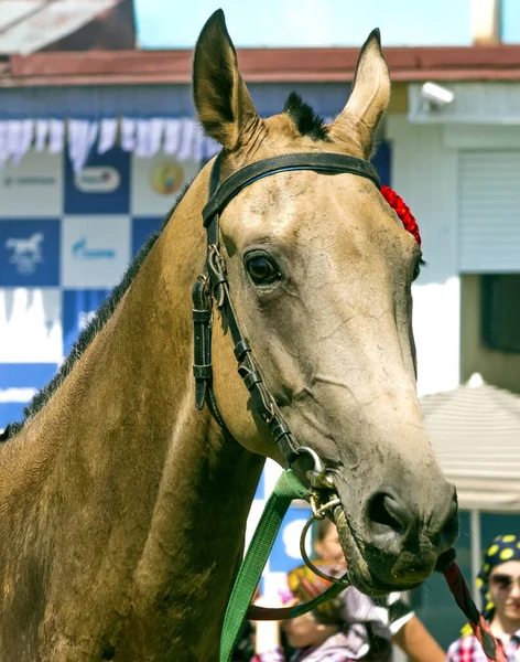 Pyatigorsk Rusia Septiembre 2017 Retrato Caballo Ganador Caballo Akhal Teke —  Fotos de Stock