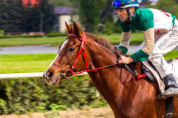 Nalchik Russie 1Er Mai 2016 Course Chevaux Prix Restreint Devant Photos De Stock Libres De Droits