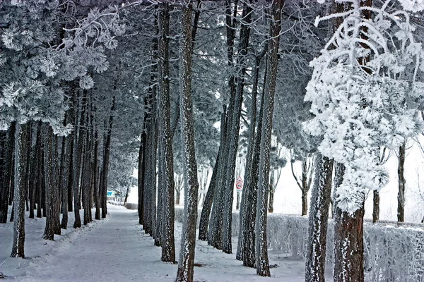 美しい冬の風景 雪に覆われた木 — ストック写真