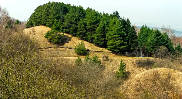 Parco Del Resort Paesaggio Con Erba Alberi — Foto Stock