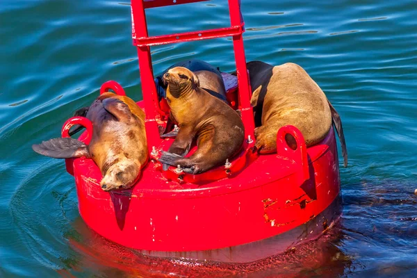 Californian Sea Lion Water Edge Spring — Stock Photo, Image