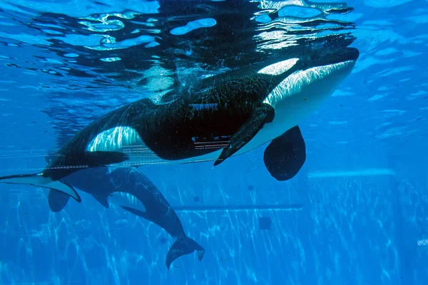 Killer Whales Show Sea World Located San Diego — Stock Photo, Image