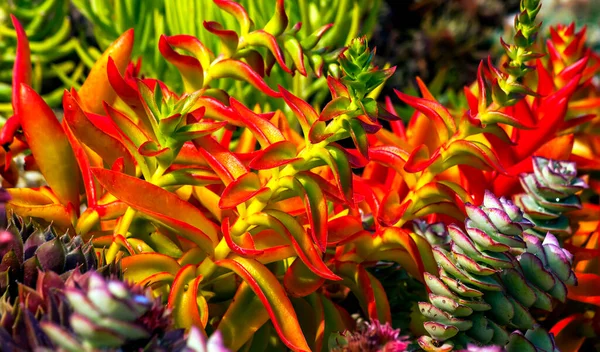 Flor Tropical Jardim Primavera — Fotografia de Stock