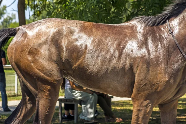 Beautiful Skin Arabian Mare Close — Stock Photo, Image