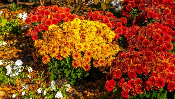 熱帯赤と黄色の花 カリフォルニア州 — ストック写真