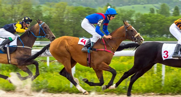 Pyatigorsk Russia May 2016 Horse Race Prize Big Spring Pyatigorsk 로열티 프리 스톡 이미지