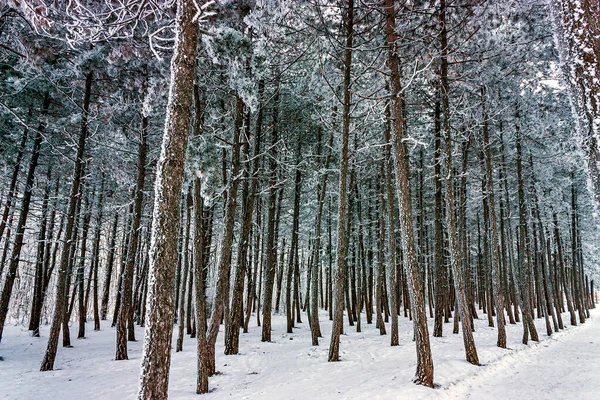 Δέντρα Καλυμμένα Χιόνι Χειμερινή Μέρα Στον Βόρειο Καύκασο — Φωτογραφία Αρχείου