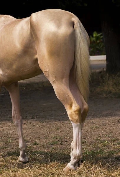 Akhal Teke Kůň Přirozeném Světle Detailní Portrét — Stock fotografie