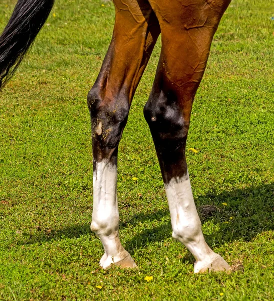 Gambe Cavallo Primo Piano Sulla Pista Erbosa Della Pista — Foto Stock