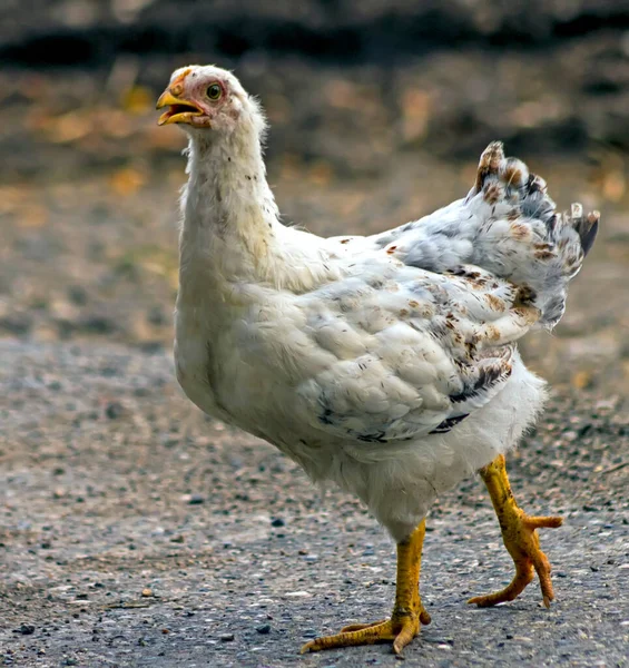 Retrato Cerca Pollo Granja Ganadera — Foto de Stock