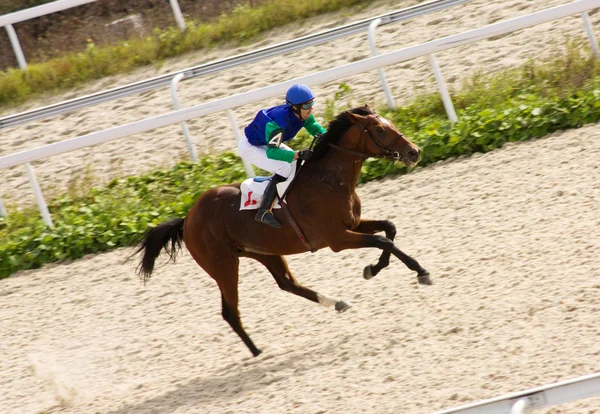 Paardenrennen. — Stockfoto